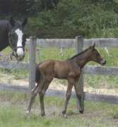 homeagainfarm.com Soliloquy