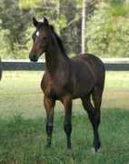 homeagainfarm.com Soliloquy