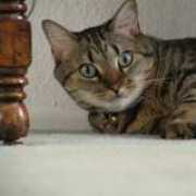 petster.com Soliven