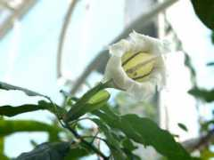 botanic.jp Sollon