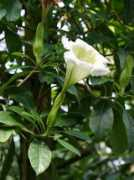 botanic.jp Sollon