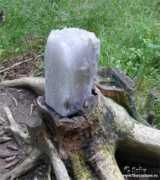 floriculture.ru Solonec