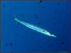 barakuda-diving.cz Soltn