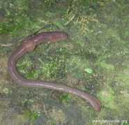 hayvanlar.org Solucan