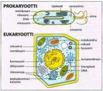 Solut