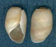 specimenshells.de Soluta