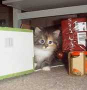 forest-cats.com Solveigh