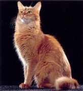 catouweb.free.fr Somali