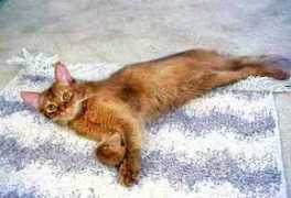 gotcatsonline.com Somalis