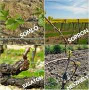 boraszportal.hu Somlot