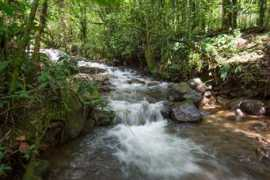 bosquedepaz.com Sommon