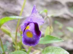 hamanan.com Sompho