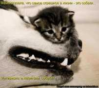 obshelit.ru Sonaki
