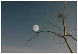 photoforum.ru Sonate