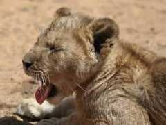 wildlife-pictures-online.com Sondela