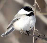topnews.in Songbirds