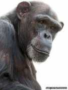 Sonius