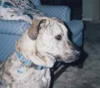 dailypuppy.com Sonjohn