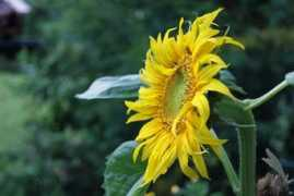 Sonnenblume