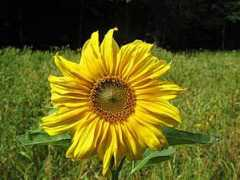 Sonnenblume