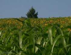 Sonnenblumen