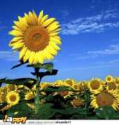 gb-pics24.com Sonnenschein