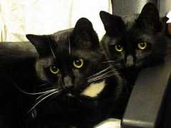 Soots