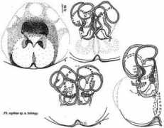 Sophiae