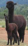 Sophiane