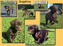 Sophieb