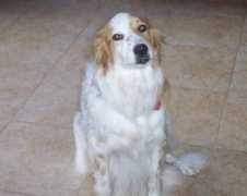 lovepetsitting.com Sophiel