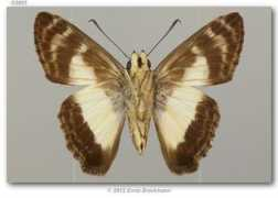 butterfliesofamerica.com Sophista