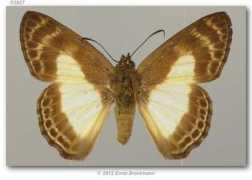 butterfliesofamerica.com Sophista