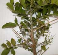 cals.arizona.edu Sophora