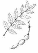 gardeninginarizona.com Sophora