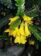 Sophora