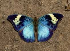 learnaboutbutterflies.com Sophus