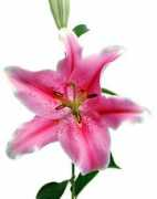 sunvalleyfloral.com Sorbonne