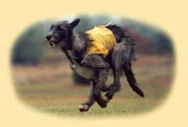 sighthounds.com Sorca