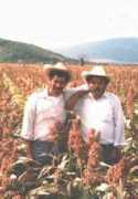 jg.socialsciences.manchester.ac.uk Sorgo