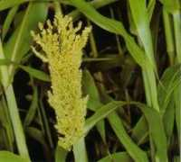hipernatural.com Sorgo