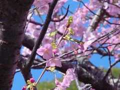 izu-sakuraya.jp Sorida