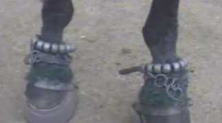 habitatforhorses.org Soring