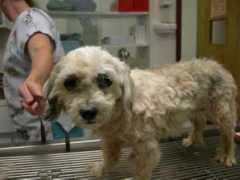 shihtzu-rescue.com Sorita