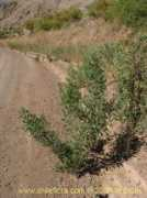 chileflora.com Soroma