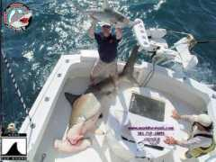 marktheshark.com Sosman
