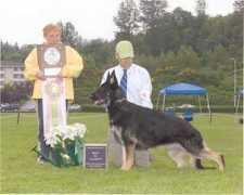 backachersgermanshepherds.com Sotille