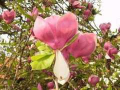 botany.cz Soulange