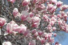 landscape-service.com Soulange