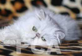 persian-cats.ucoz.com Soulange